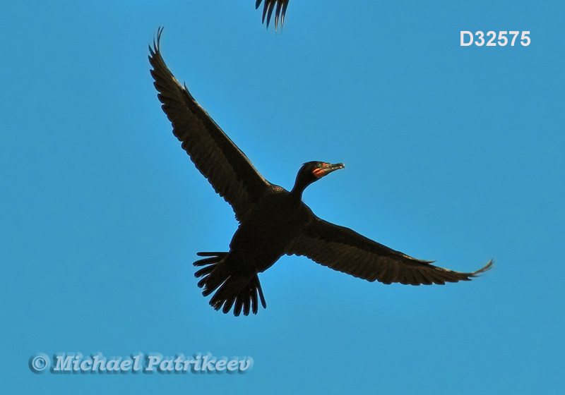 Double-crested Cormorant (Phalacrocorax auritus)